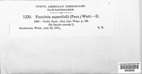 Puccinia asperifolii image